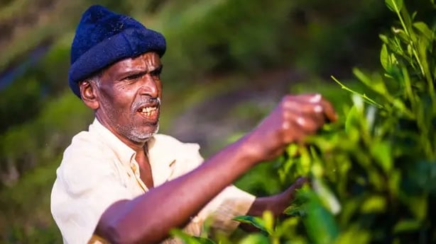 A tea-picker in the Central Highlands (Alamy/PA)